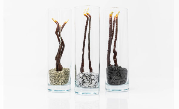 Deko-Glas mit Reishi / BIO